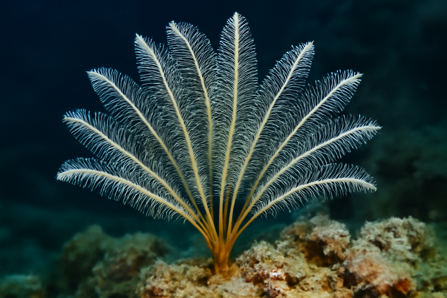 Hawaiian Feather Star Hydroid
