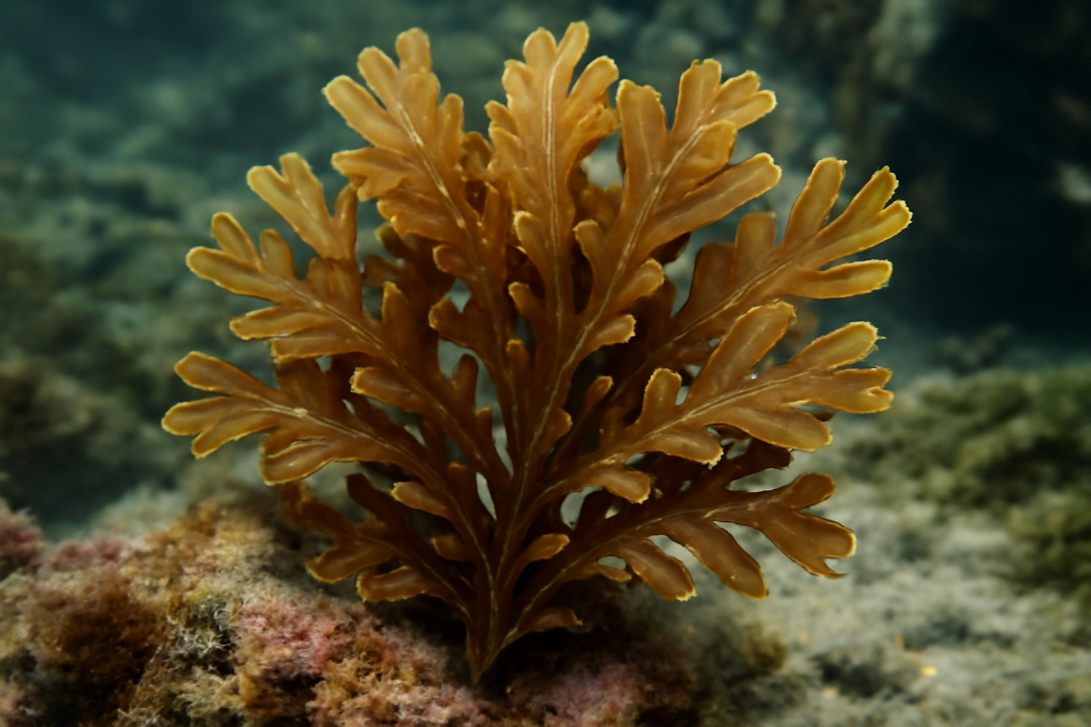 Brown seaweed