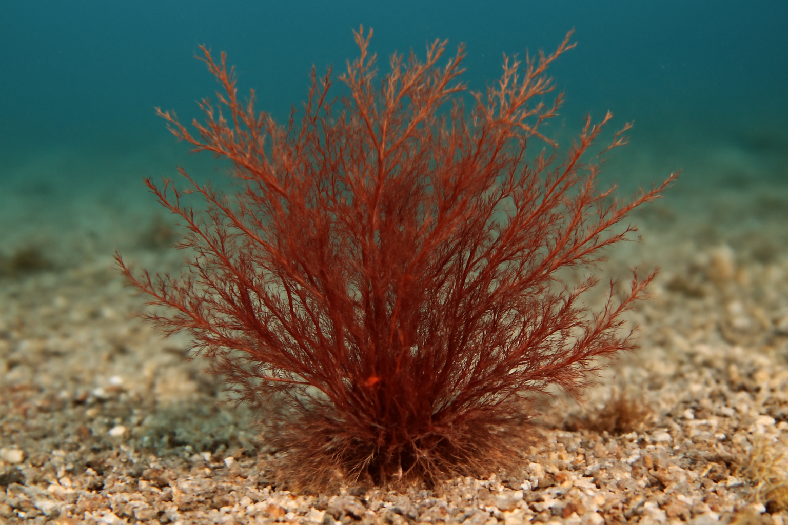 Thread branch weed