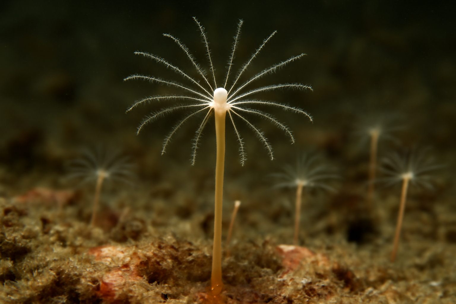 Northern Hydroid