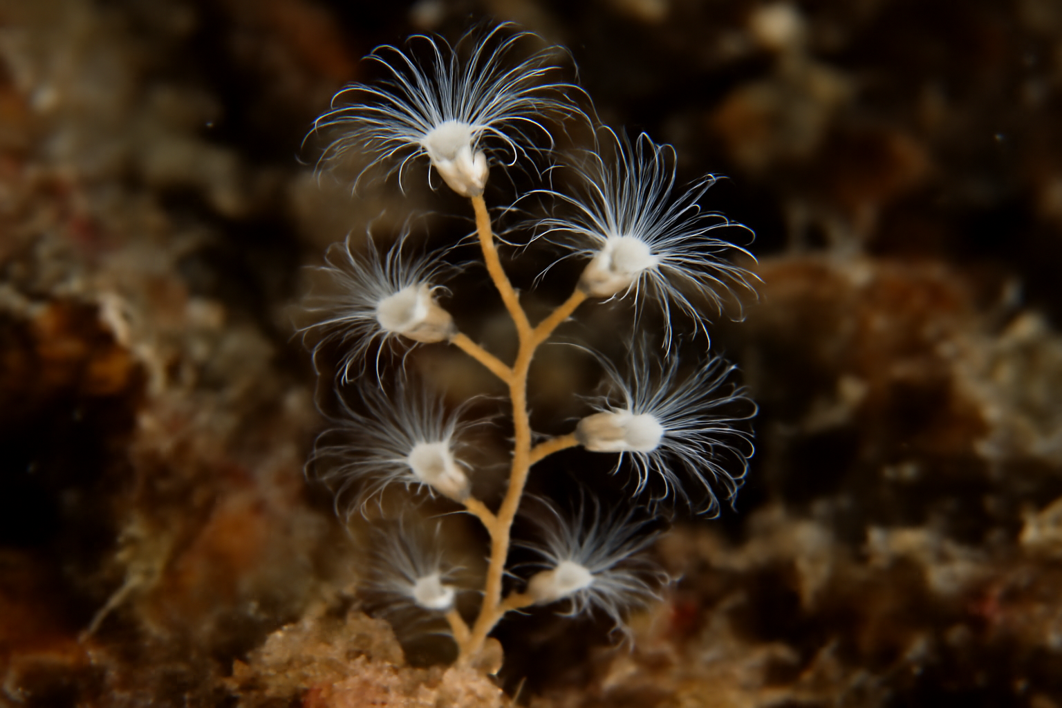 Arctic Hydroid