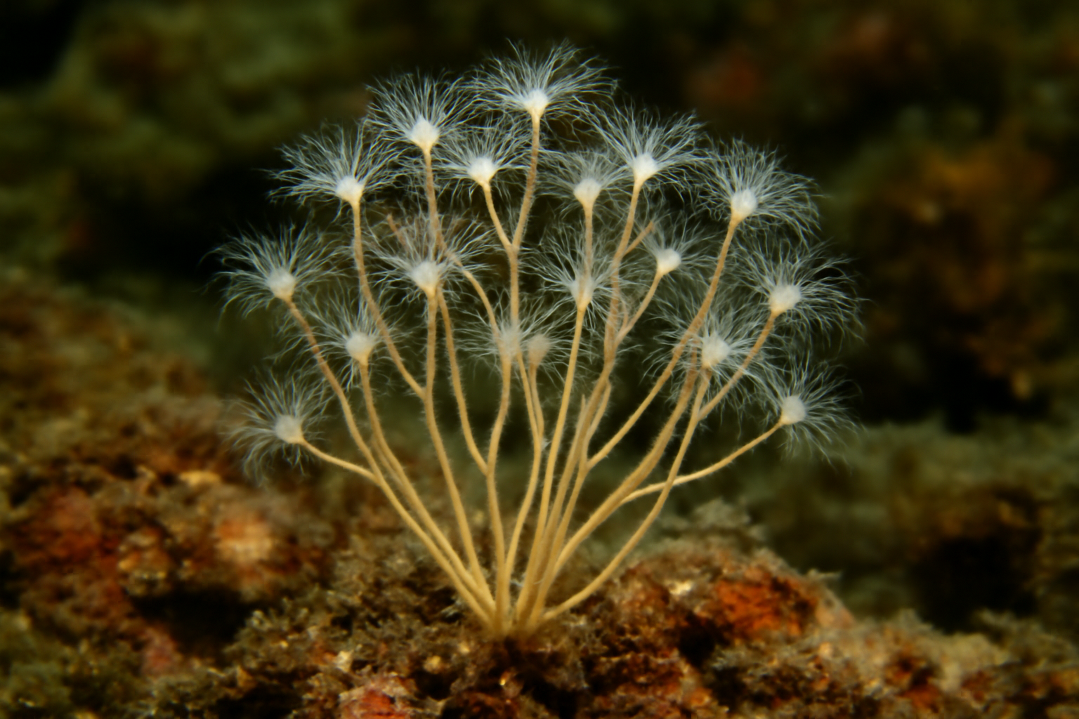 Southern Hydroid