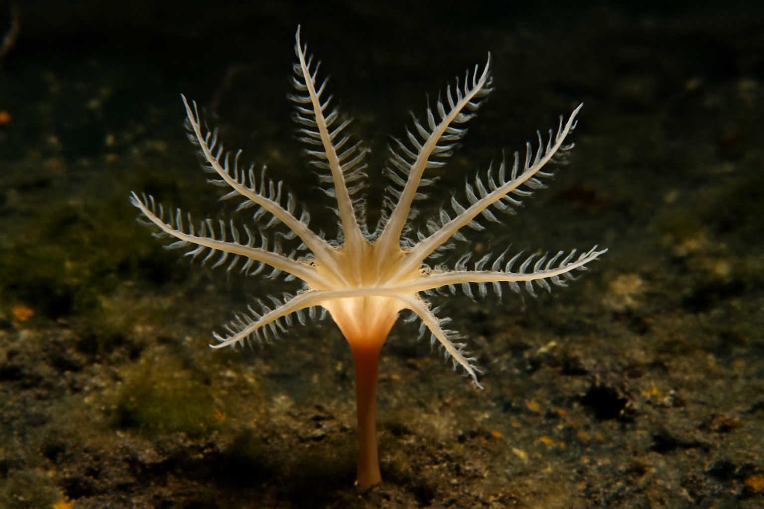 Staurotheca biaculeata