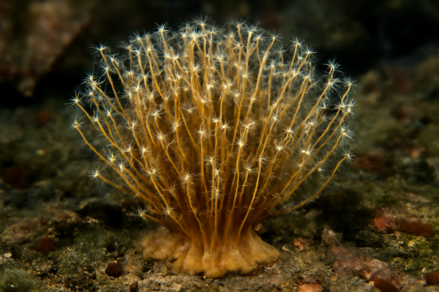 Staurotheca densa