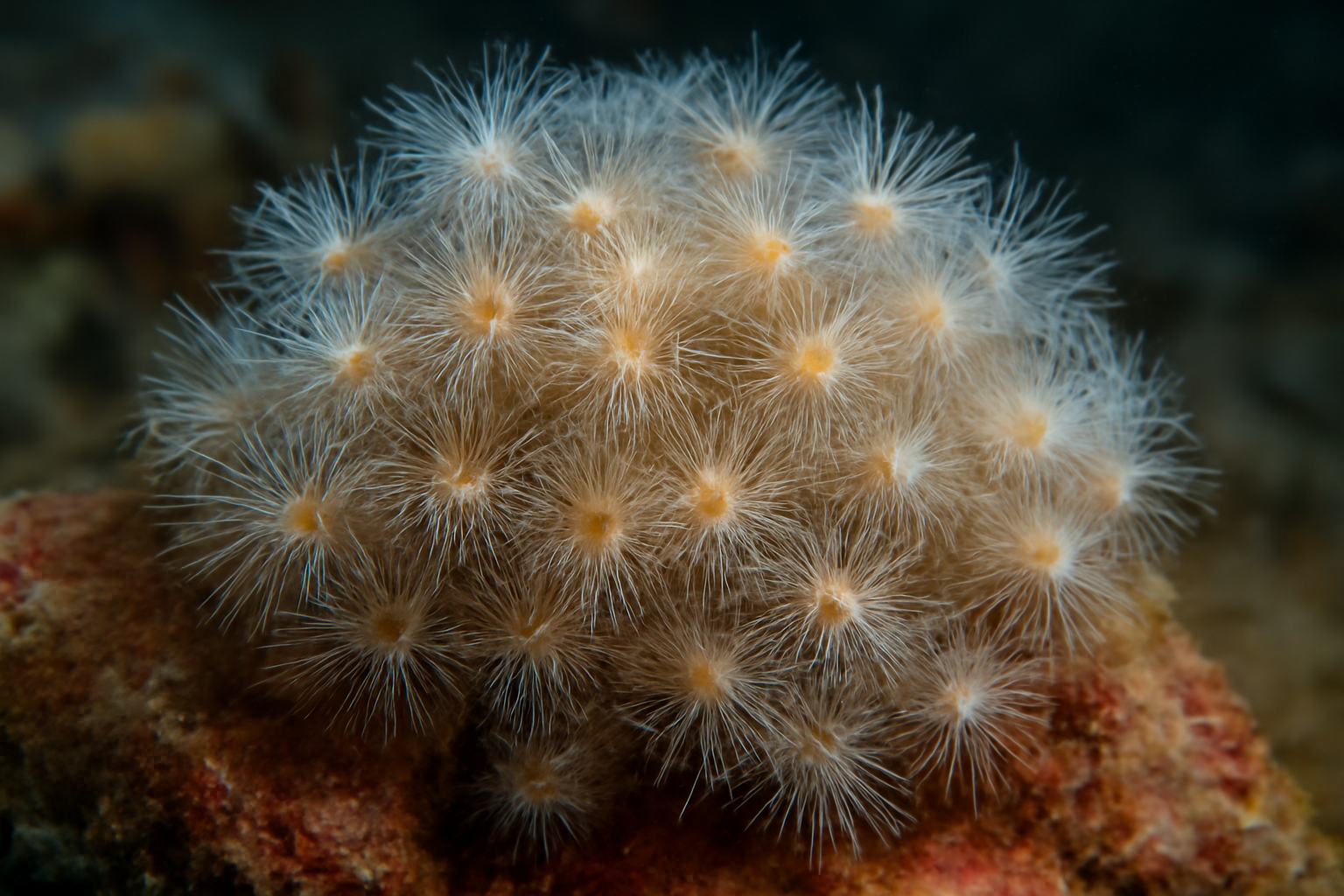 Snail fur