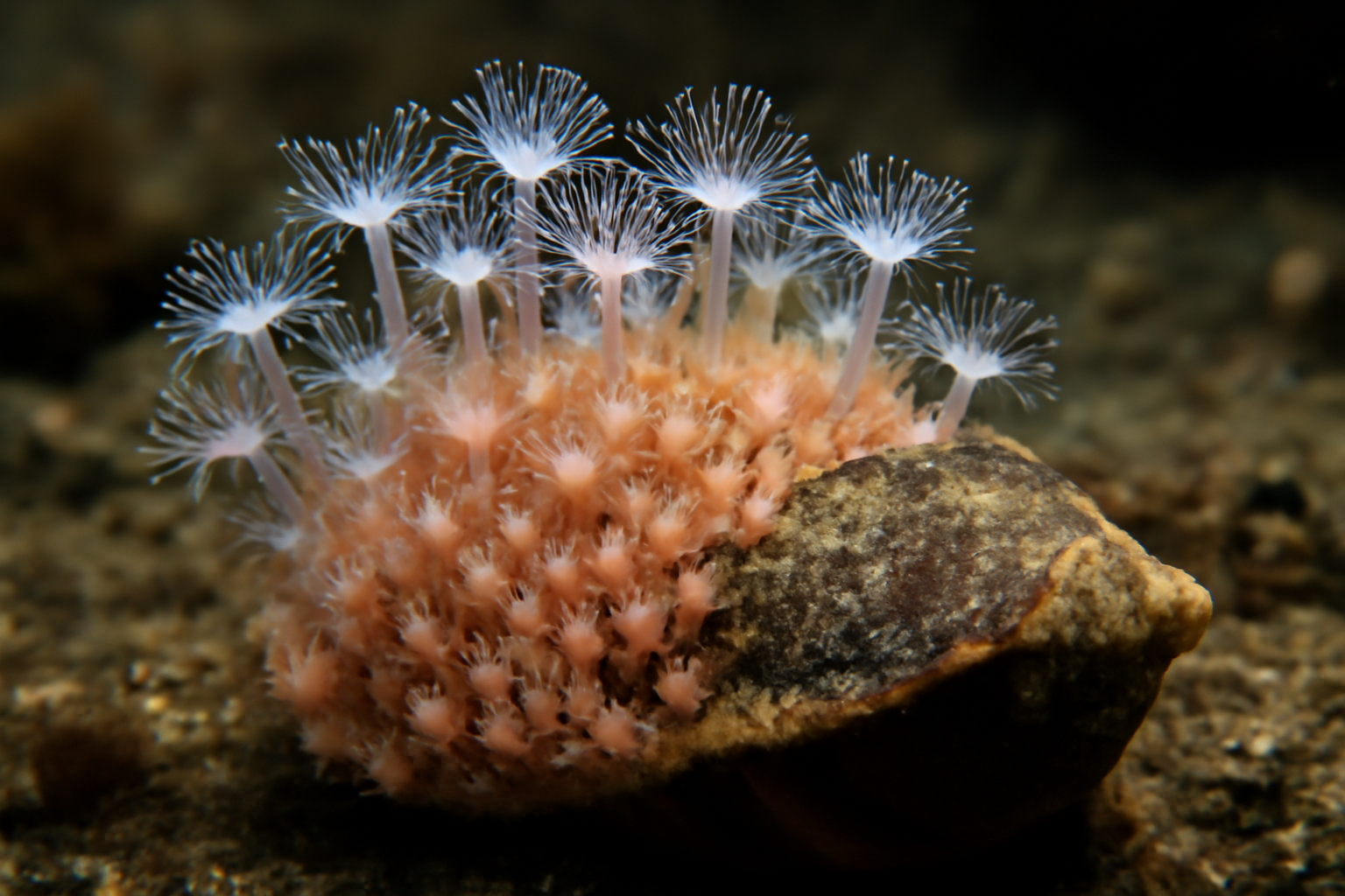 Southern hydractinia