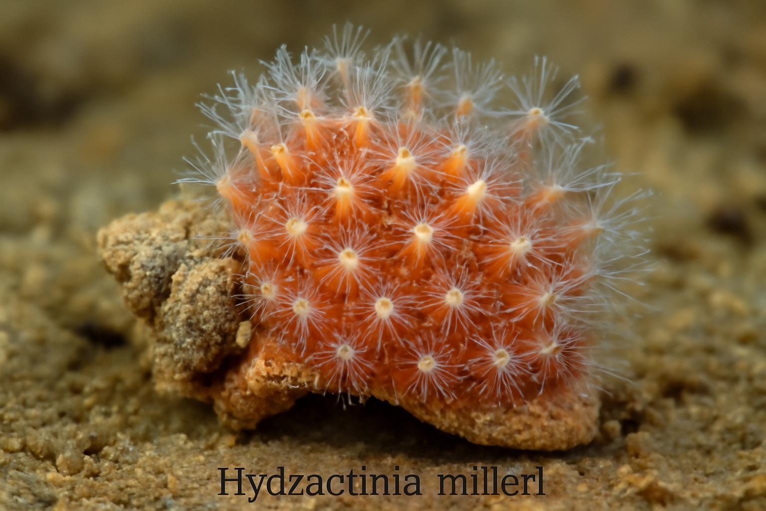 Hydractinia milleri