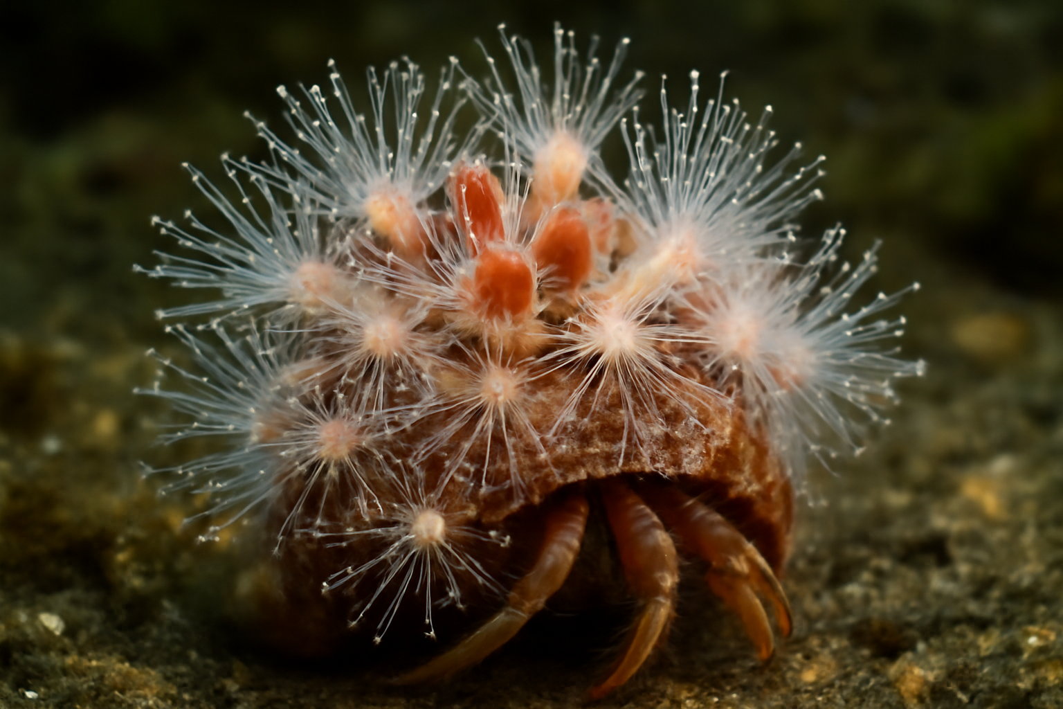 Hydractinia symbiolongicarpus
