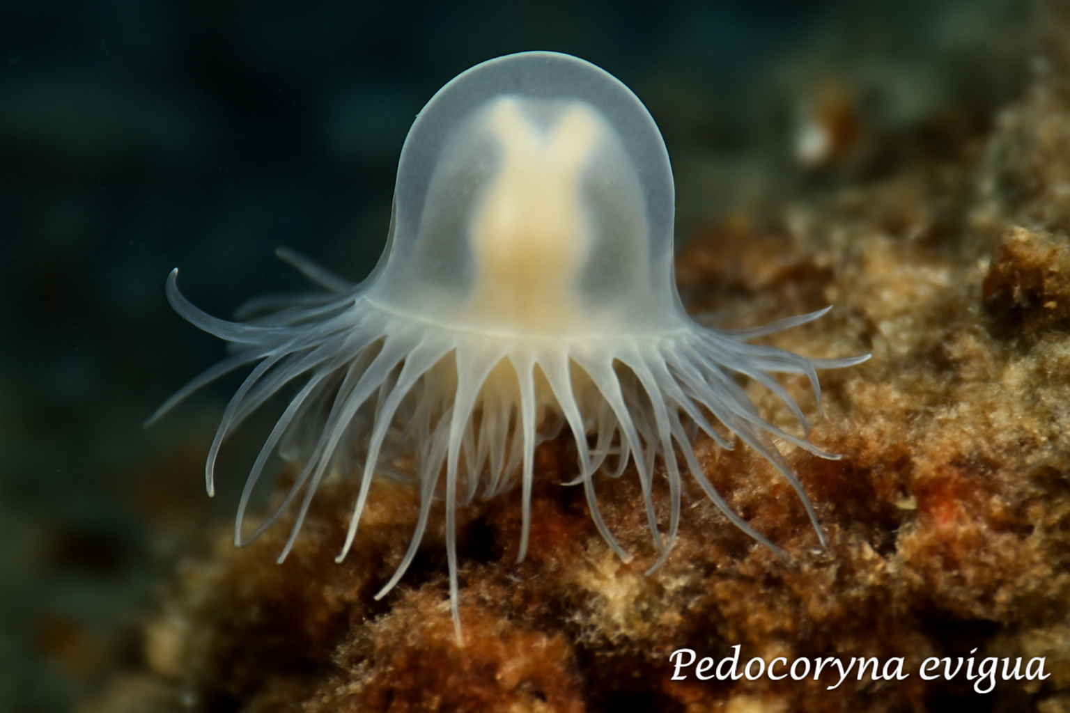 Podocoryna exigua