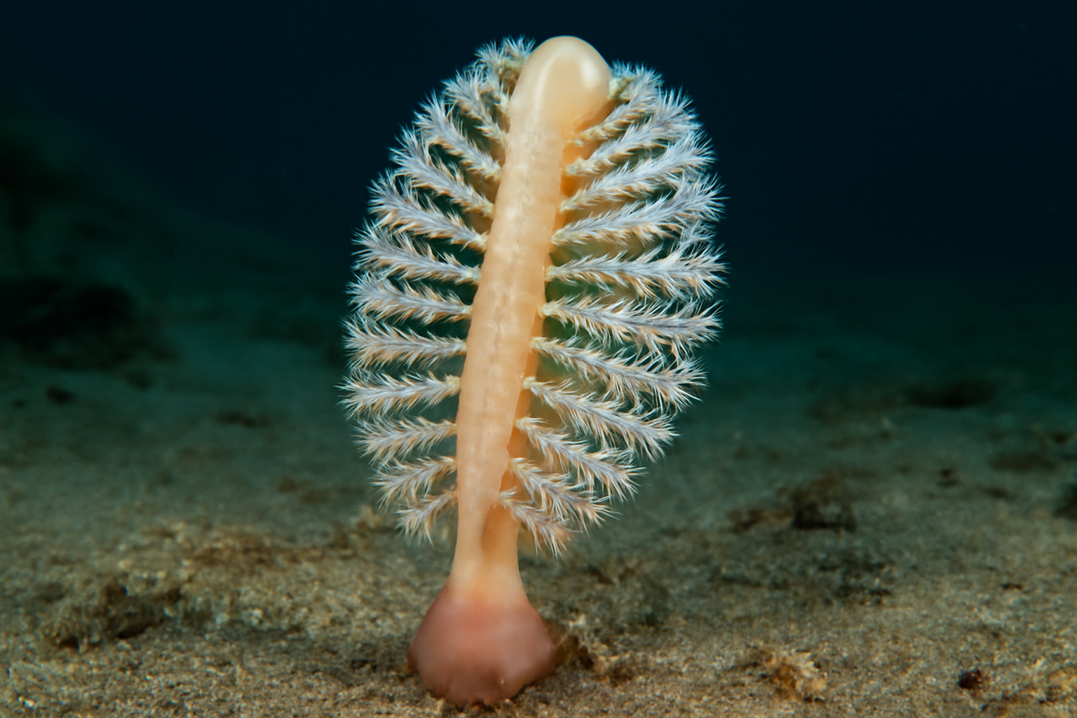 Australian sea pen