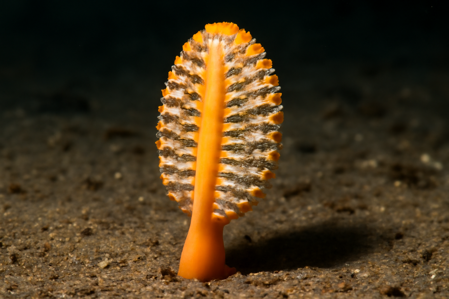 Southern sea pen