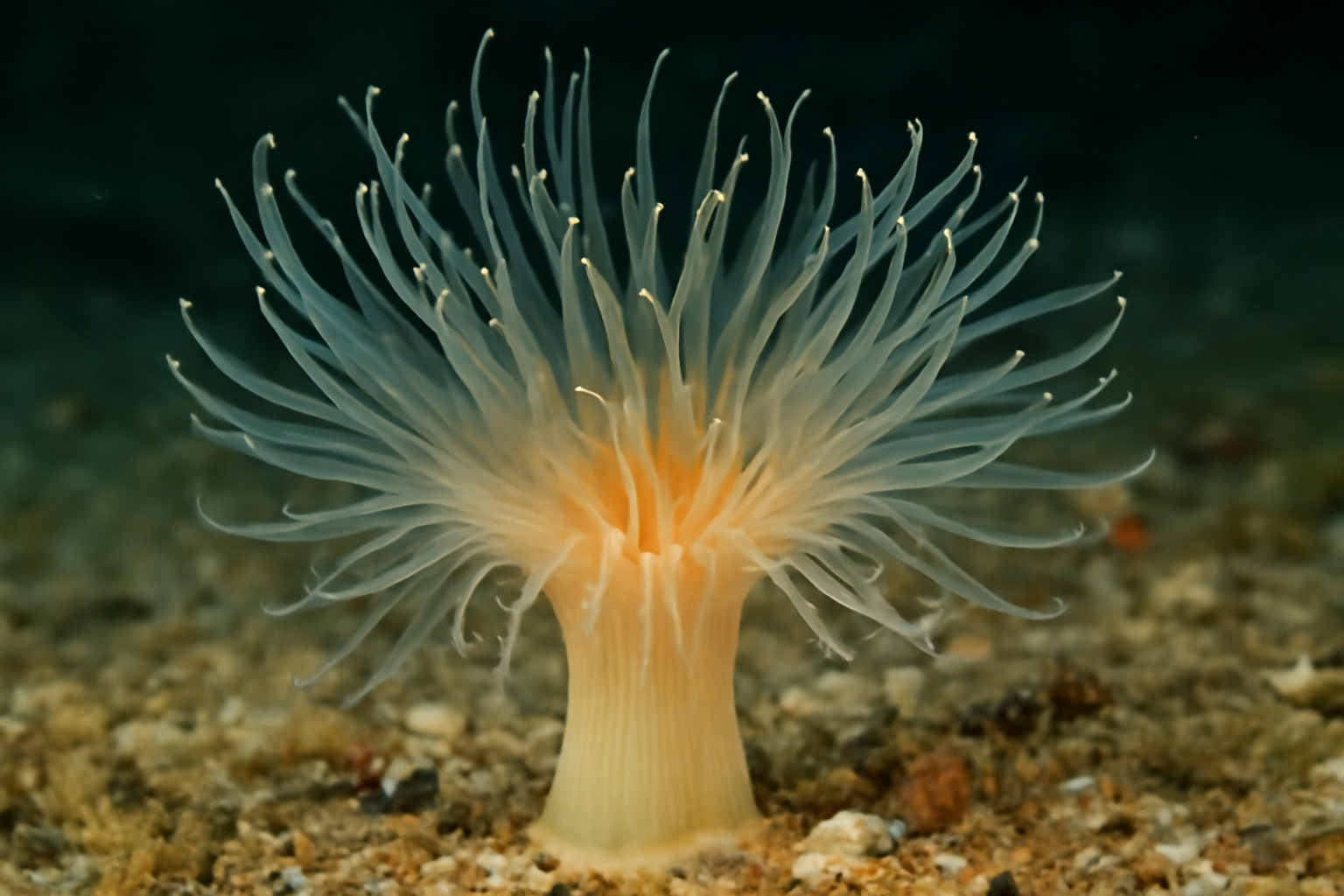 Bougainvillia's Sea Anemone