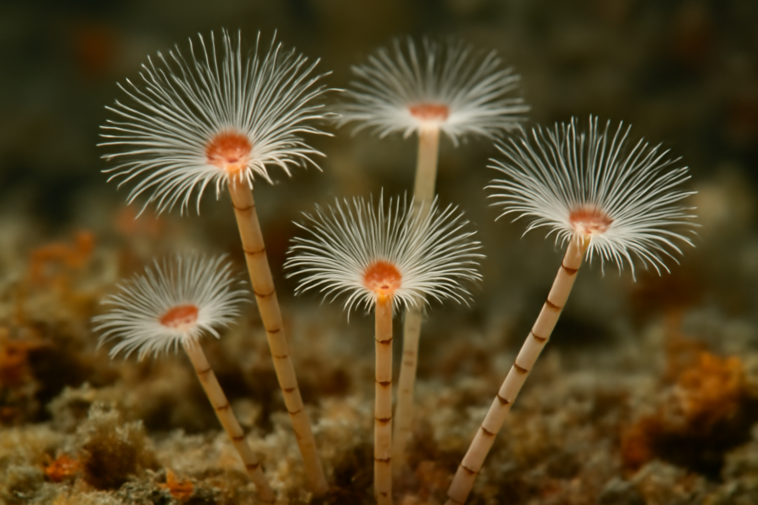 Ringed Tubularia