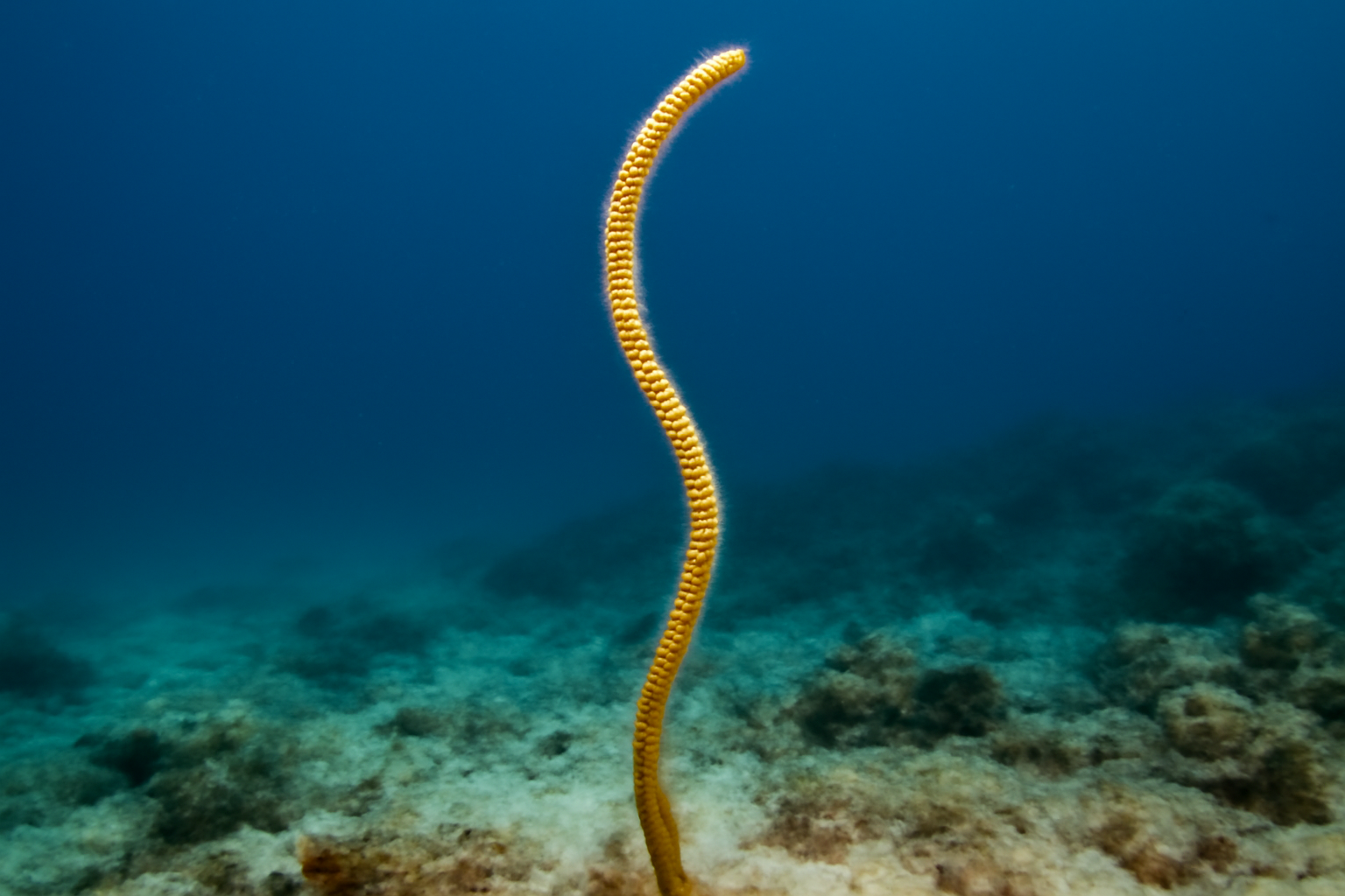 Sea Whip