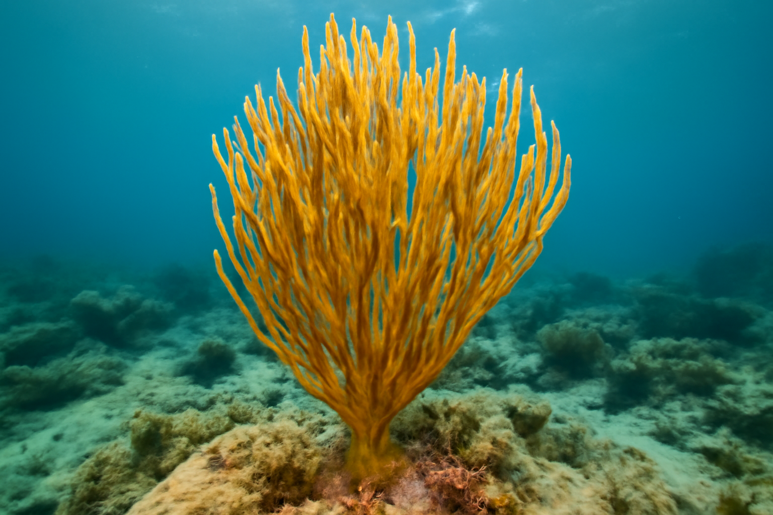 Golden Sea Rod
