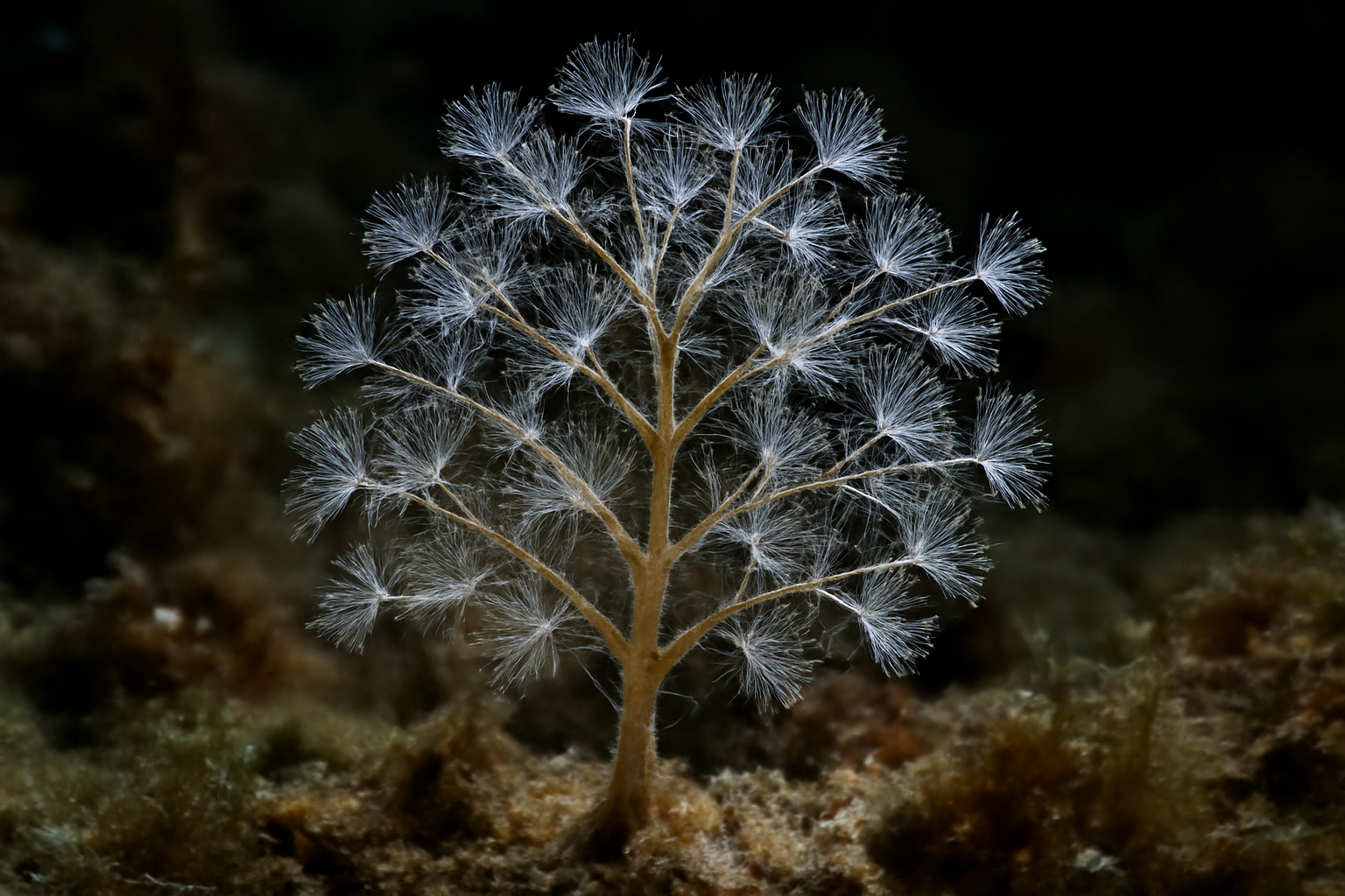 Australian Hydroid