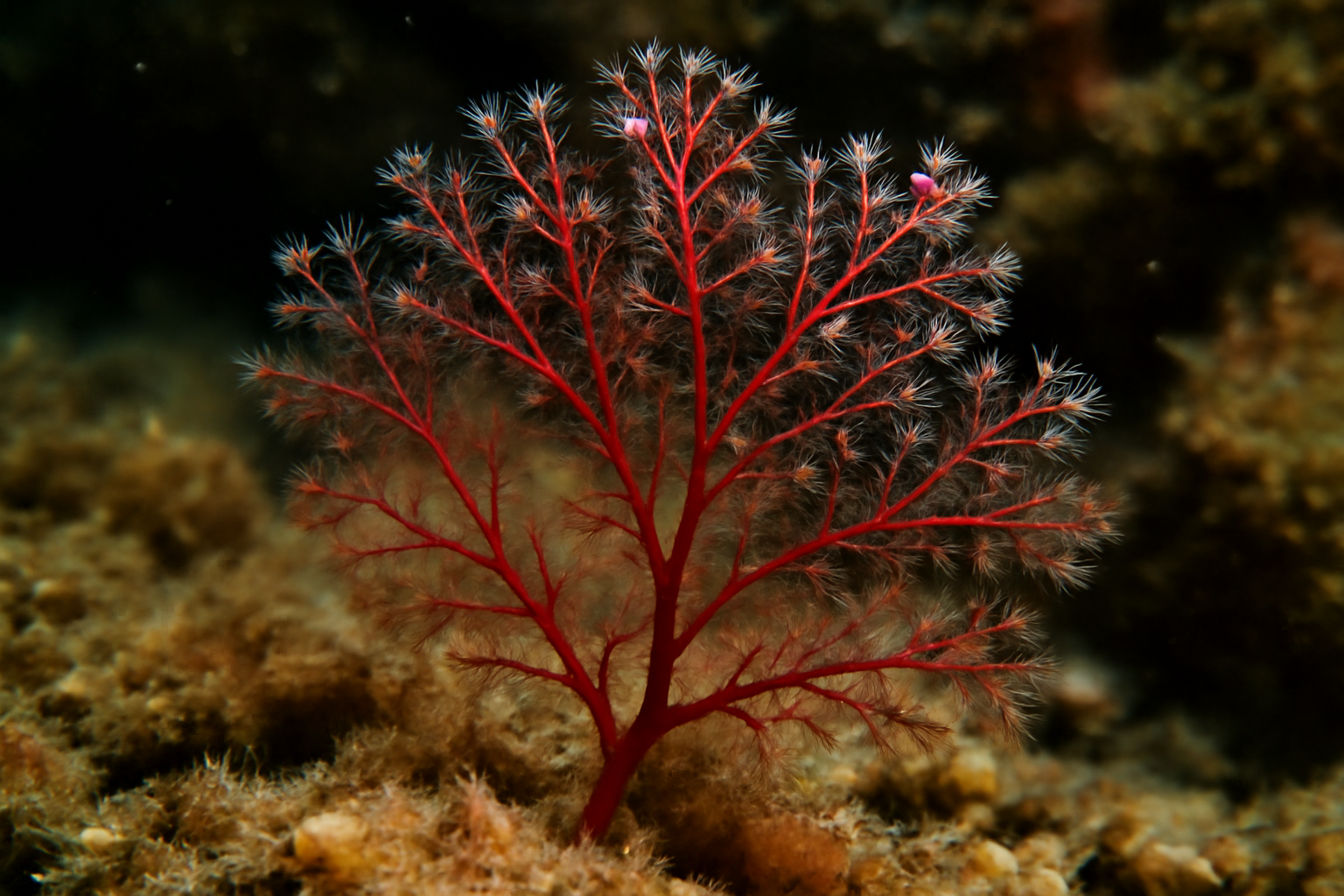 Red Hydroid