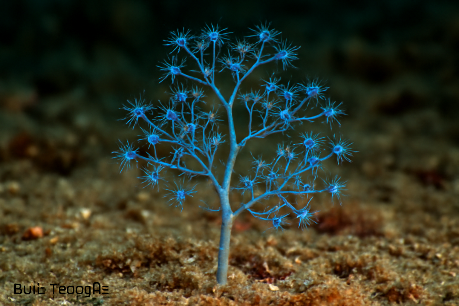 Blue Hydroid