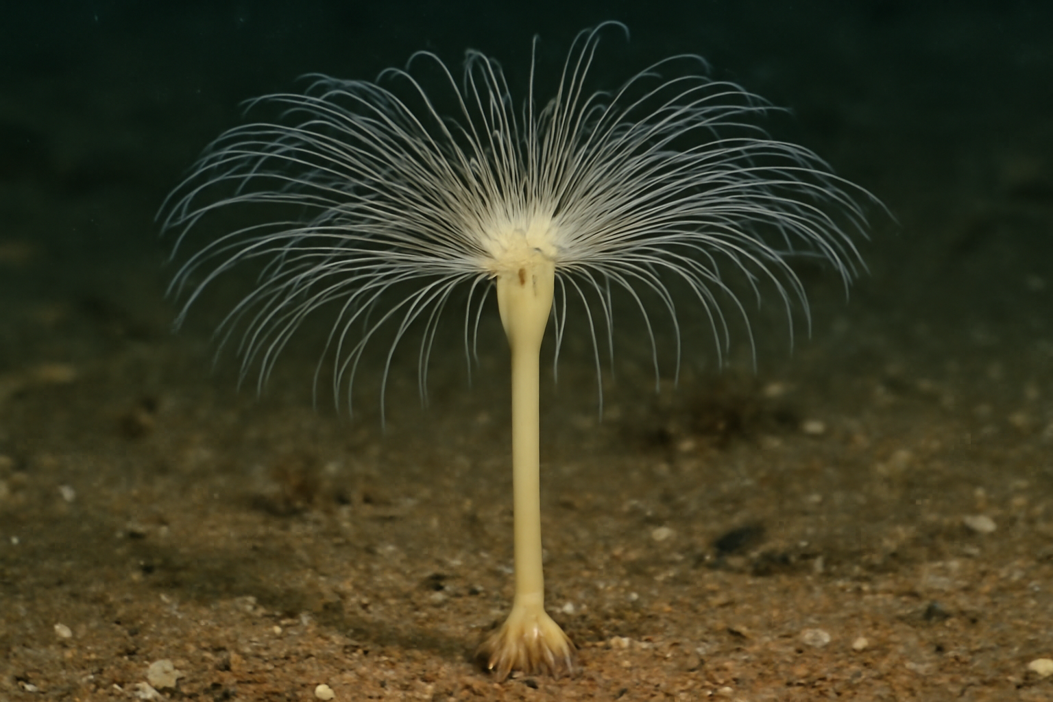 Corymorpha palma
