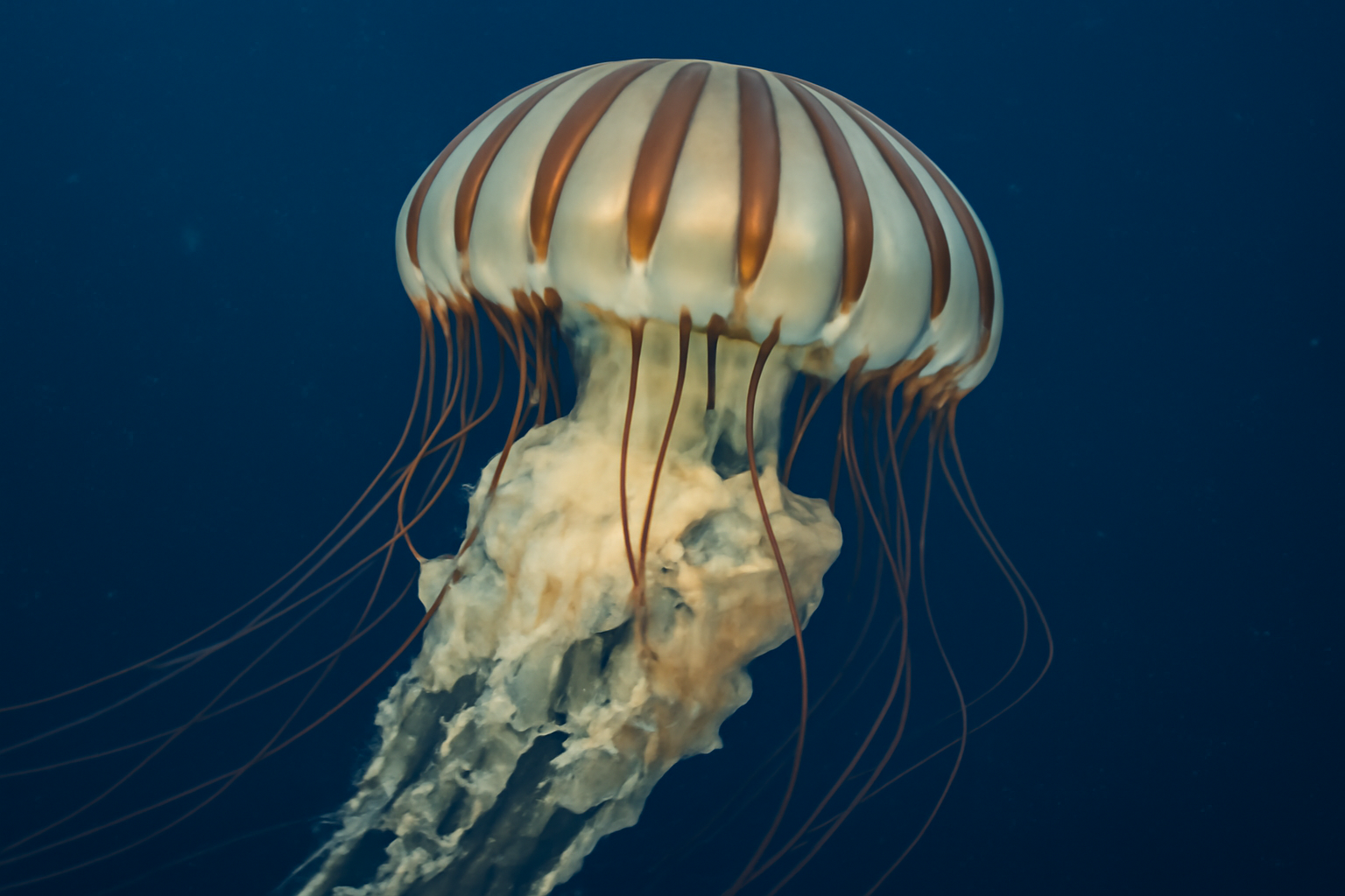 Banded jellyfish