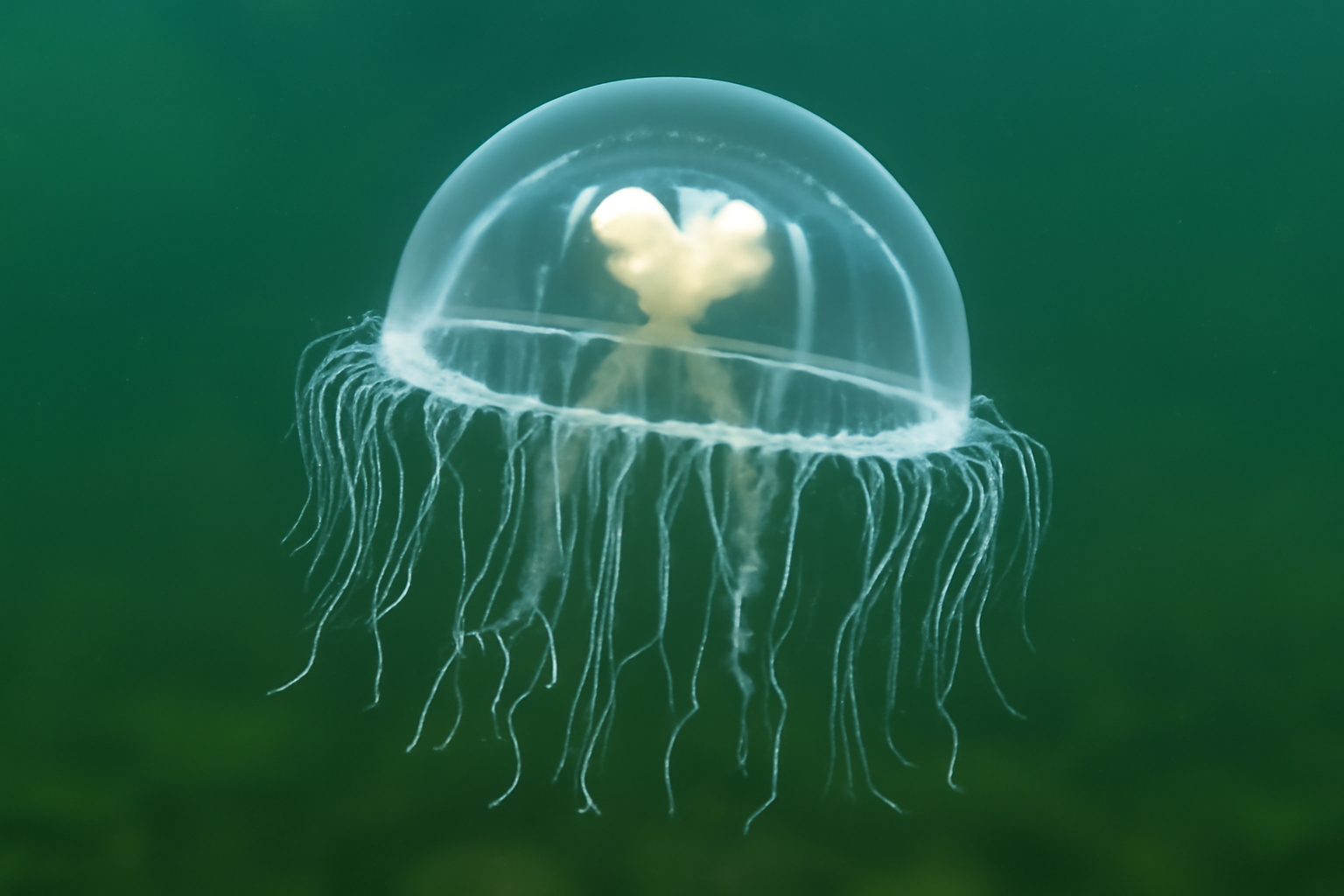 African Freshwater Jellyfish