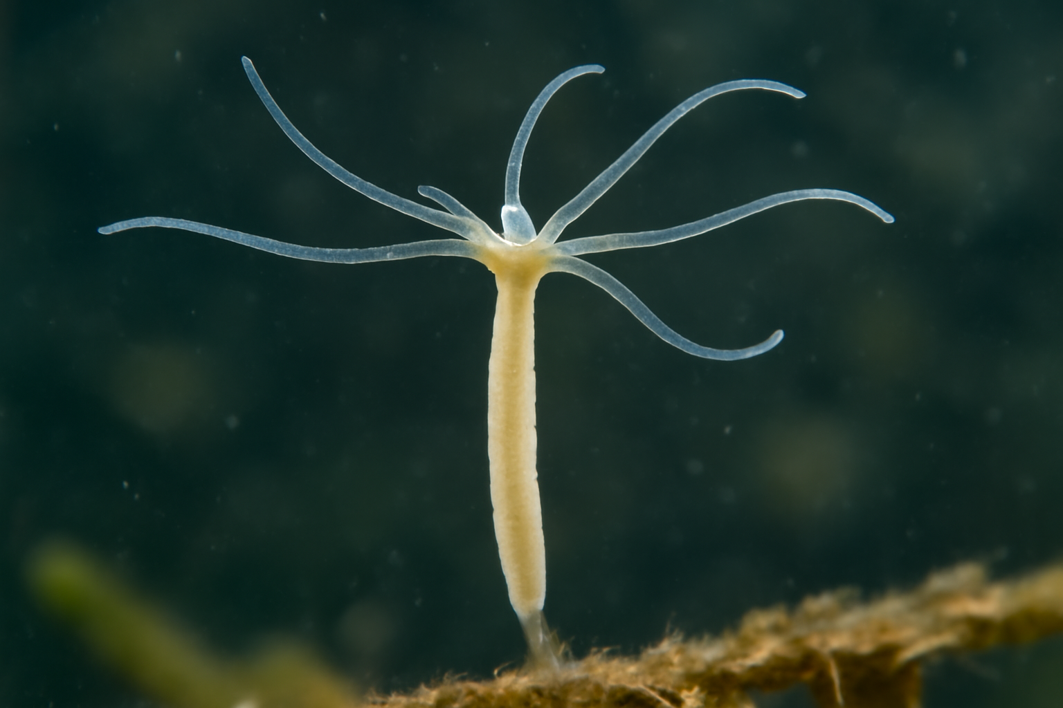 Little Hydra