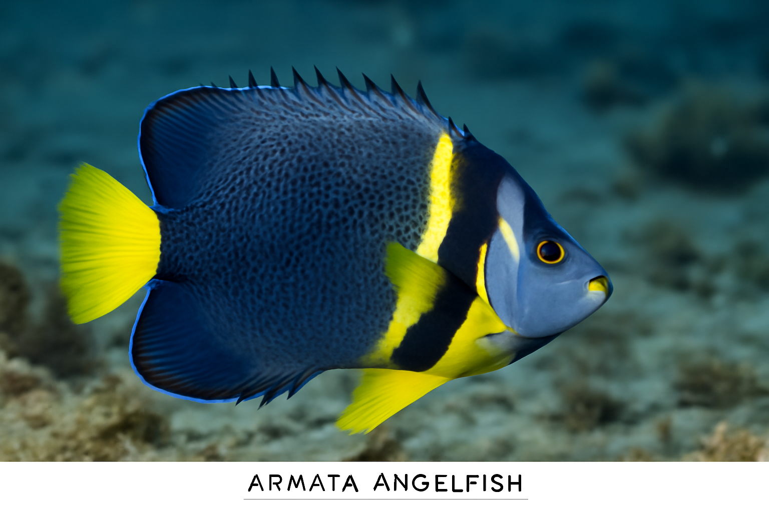 Armata Angelfish