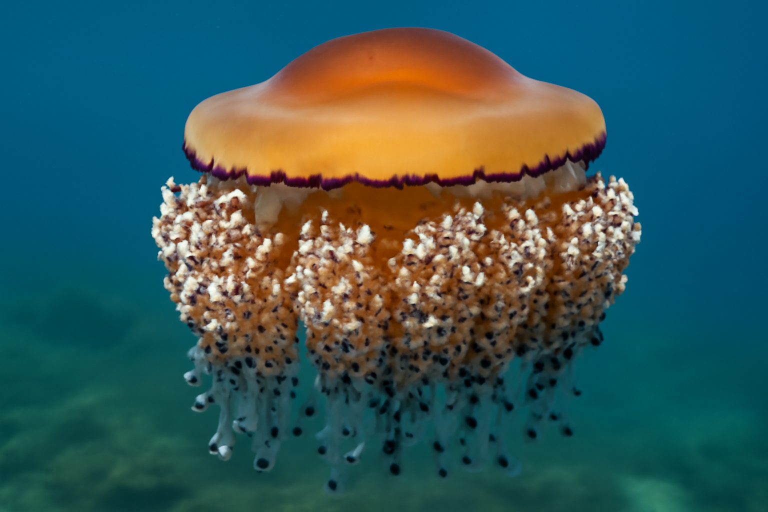 African Stinging Jellyfish