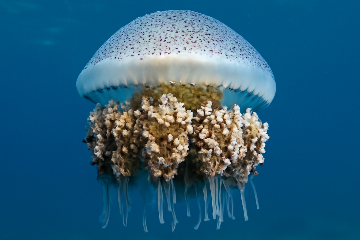 Invasive Jellyfish