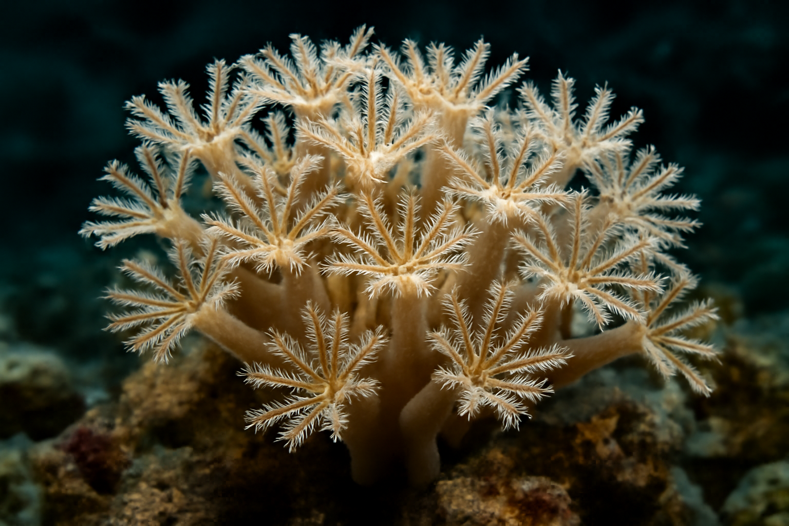 Octocoral