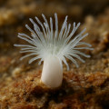 Microhydrula limopsicola