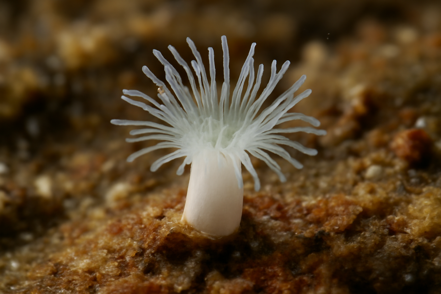 Microhydrula limopsicola