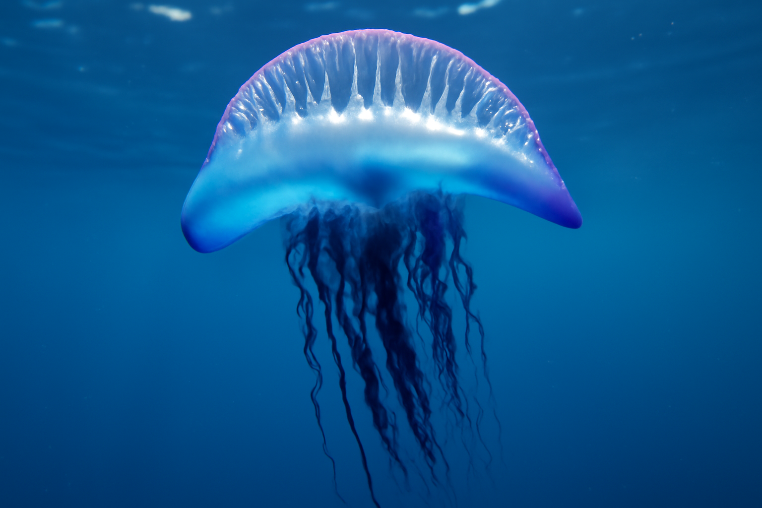 Pacific Man O' War