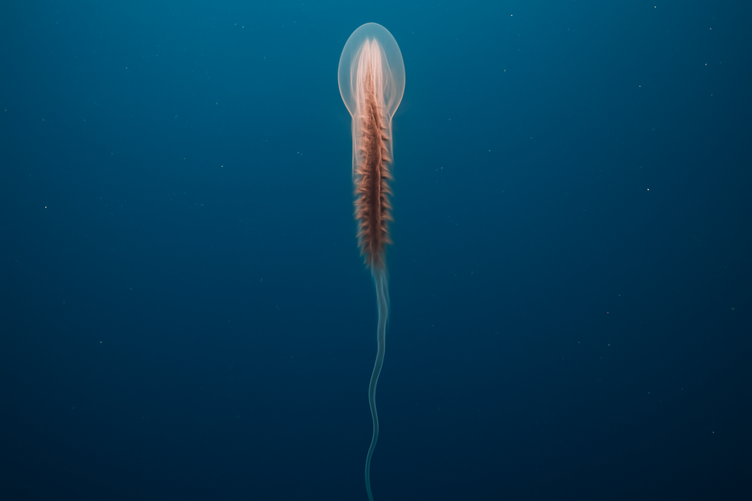 Giant Siphonophore
