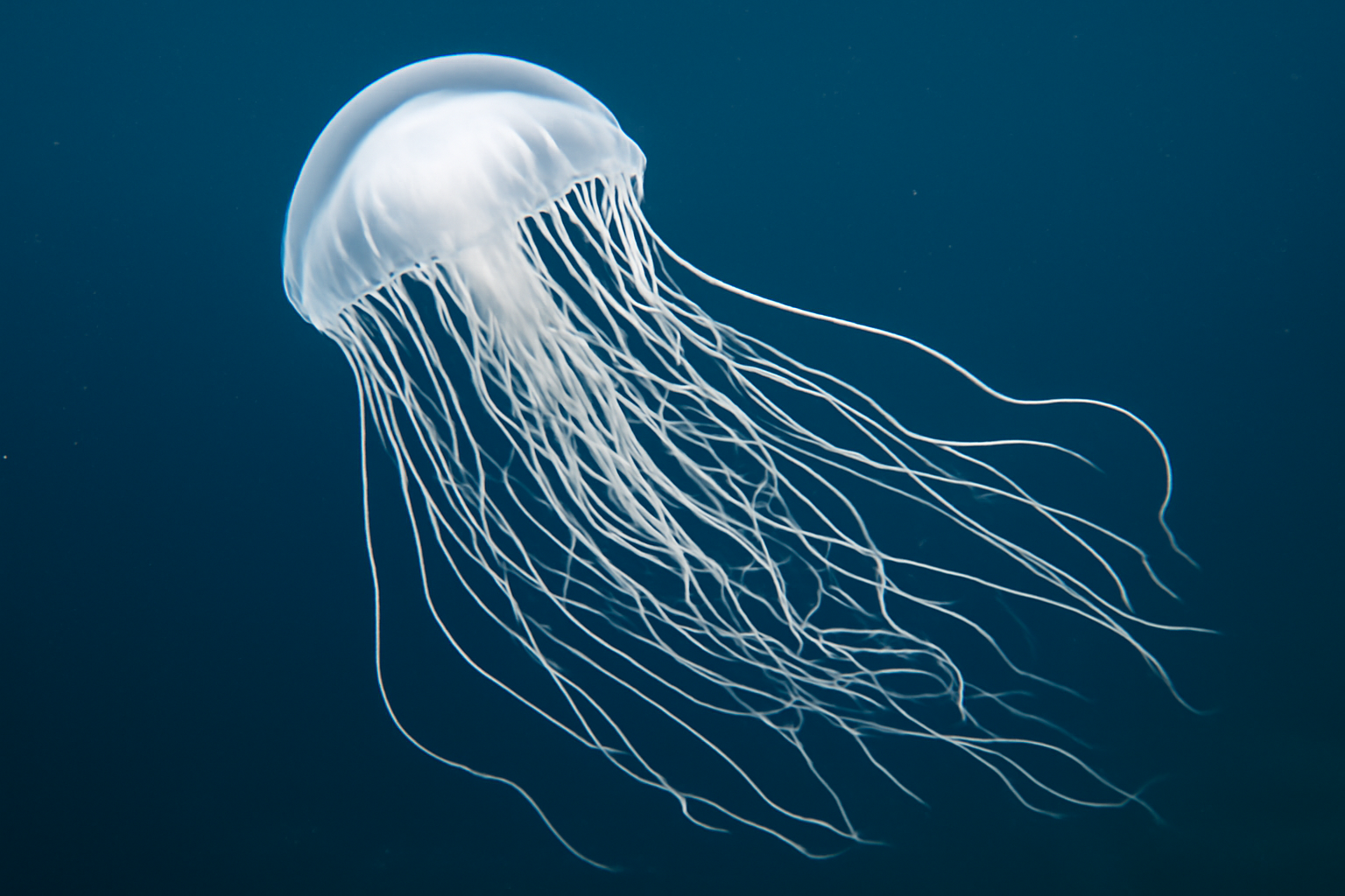 White String Jellyfish