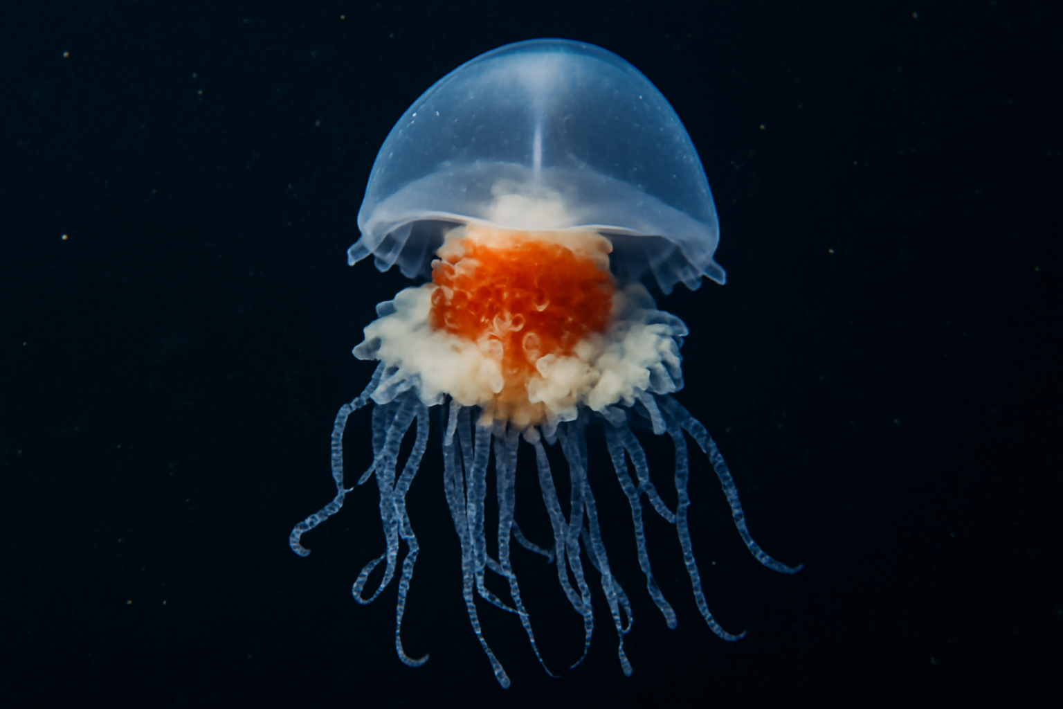 Pacific Lychnagalma