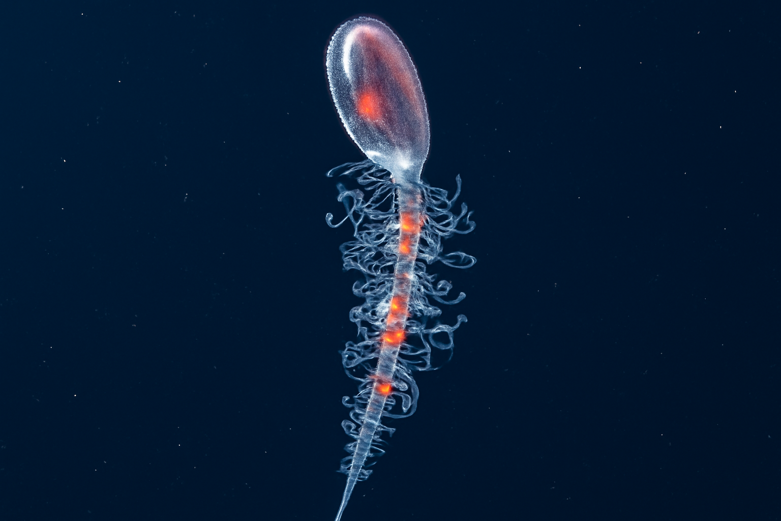 Giant Sphaeronectes