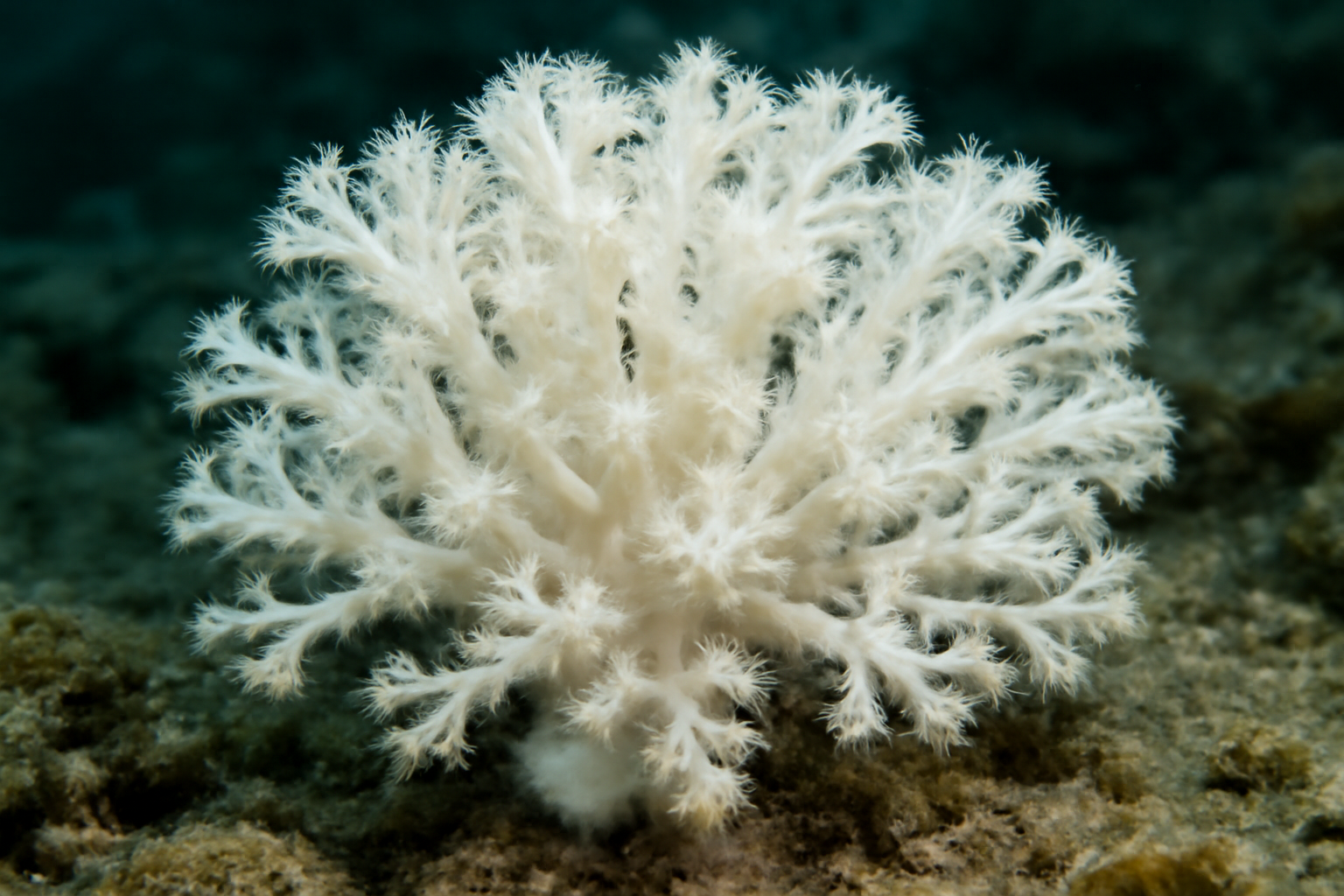 White Coral