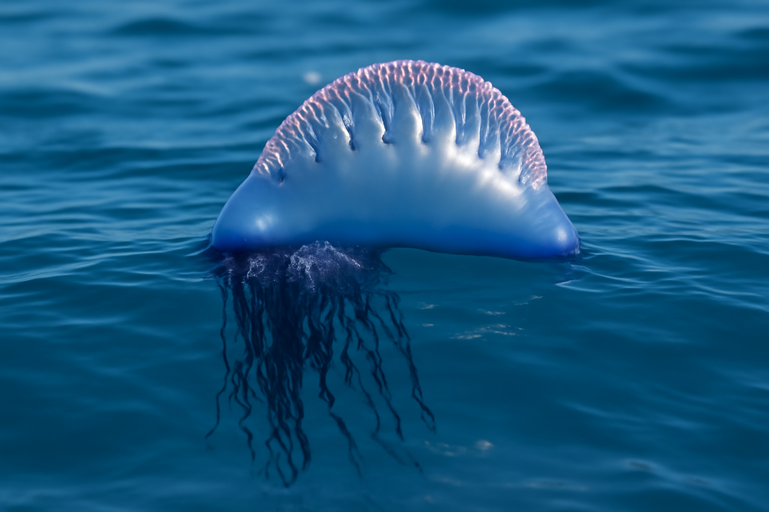 Floating Physalia
