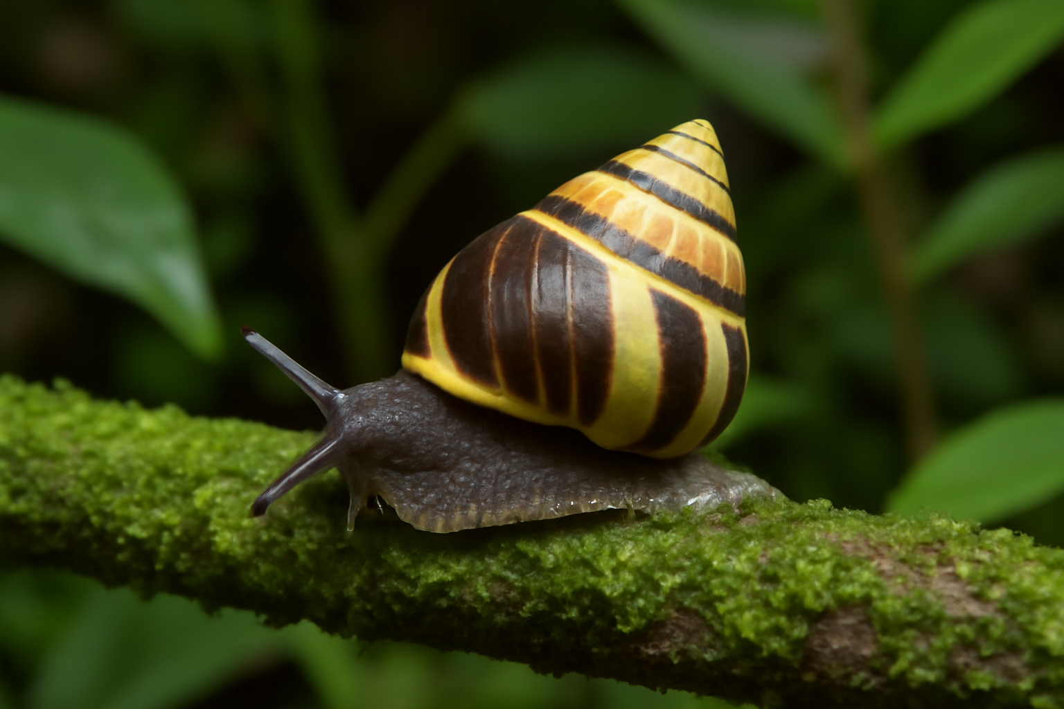 Koolau Range tree snail