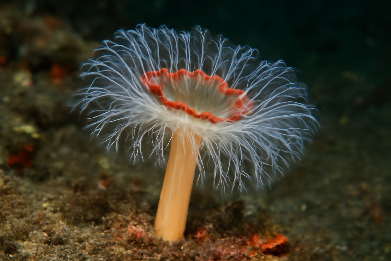 Candelabrum Cockscomb
