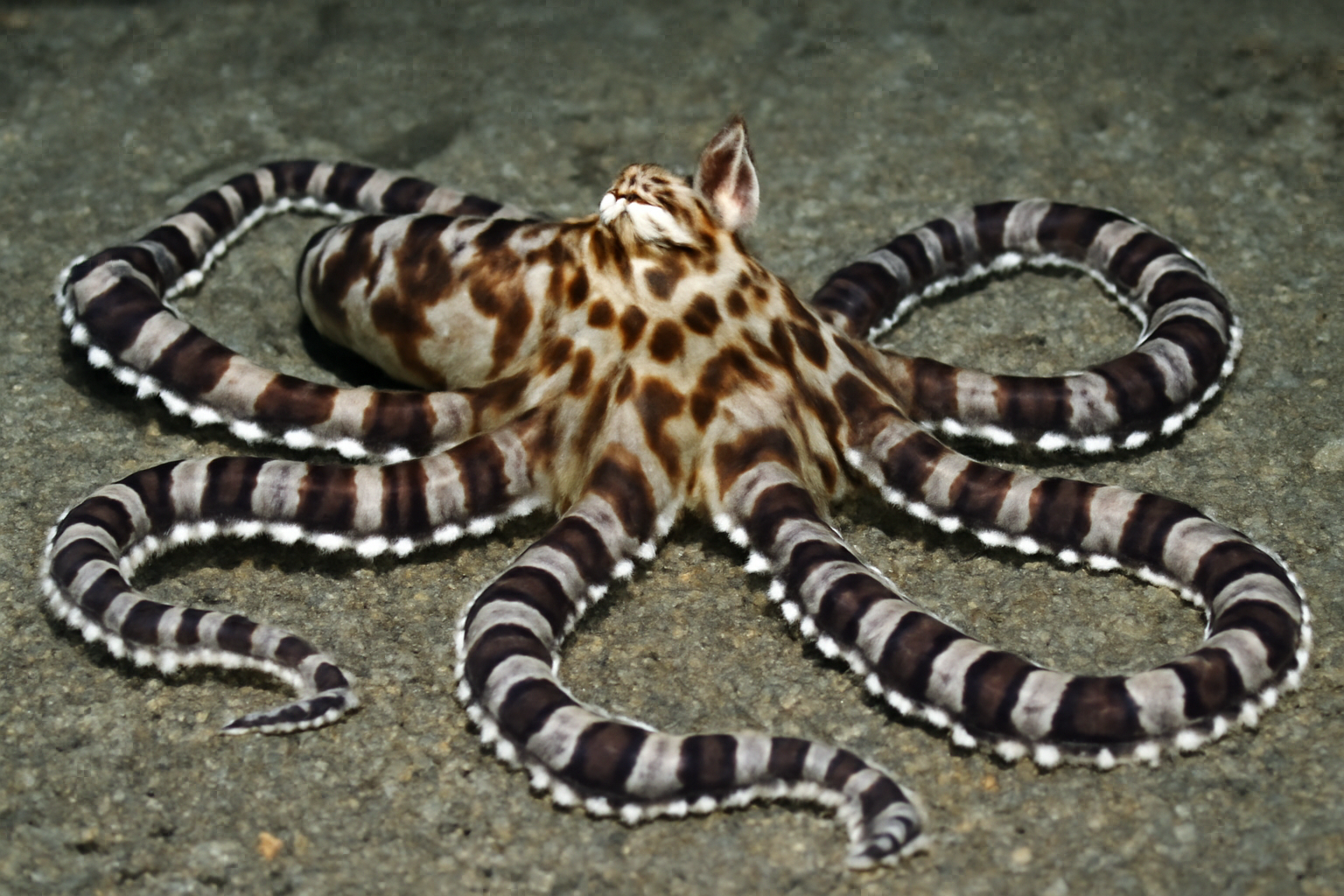 Mimic Octopus