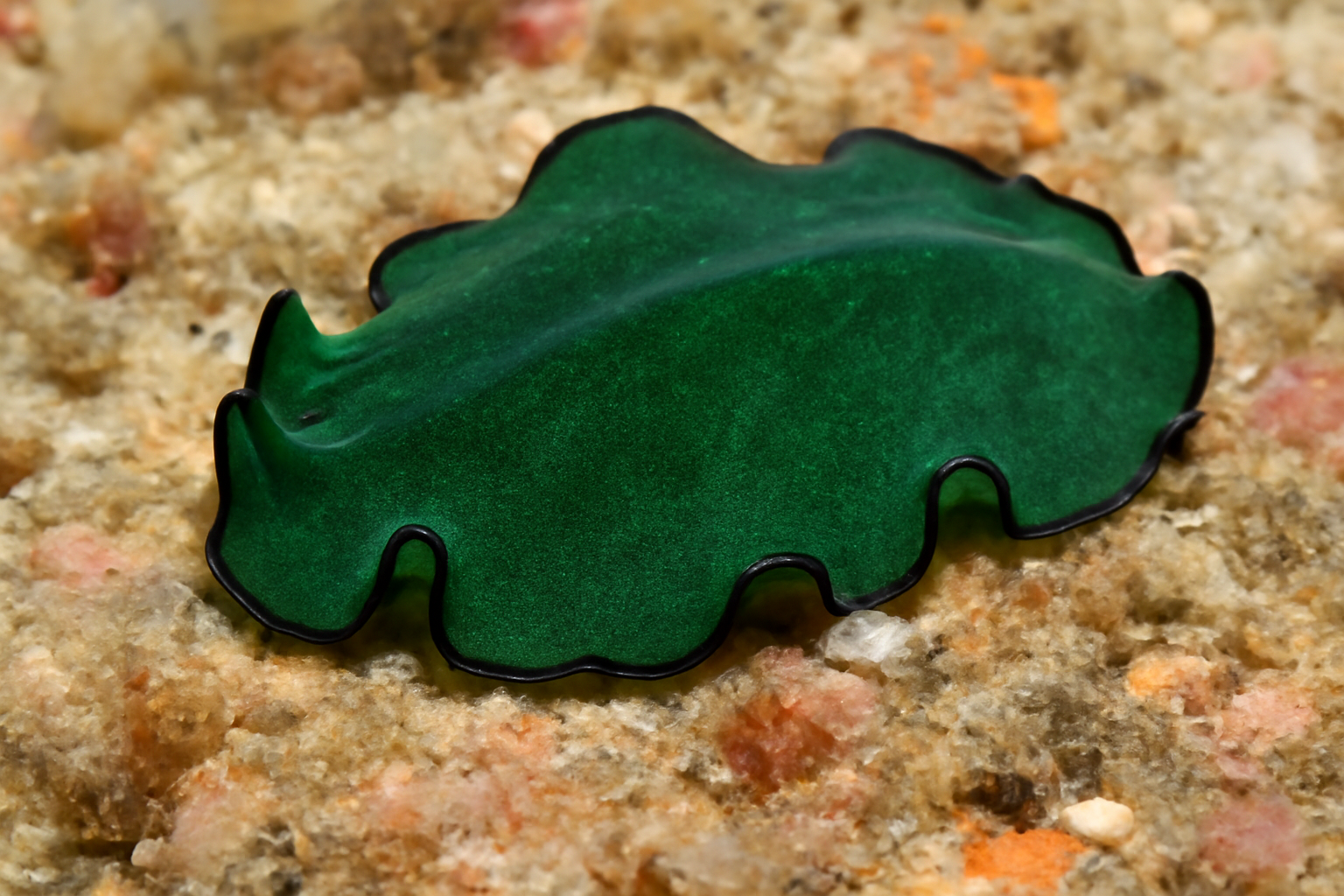 Green flatworm