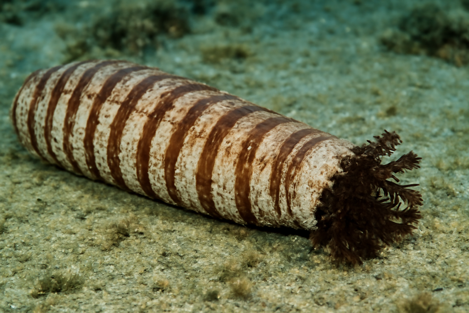Lined Sea Cucumber