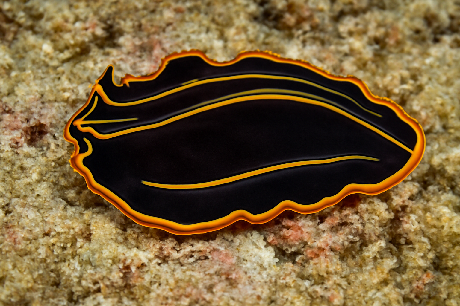 Flatworm