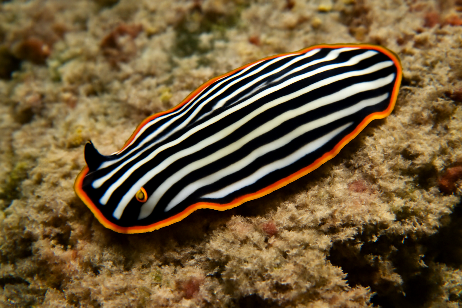 Zebra Flatworm