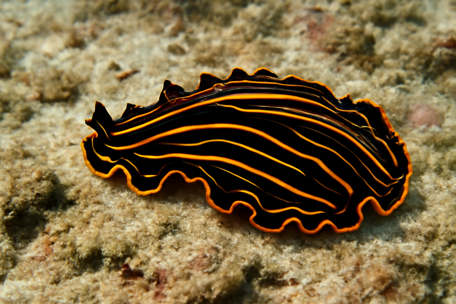 Tiger Flatworm