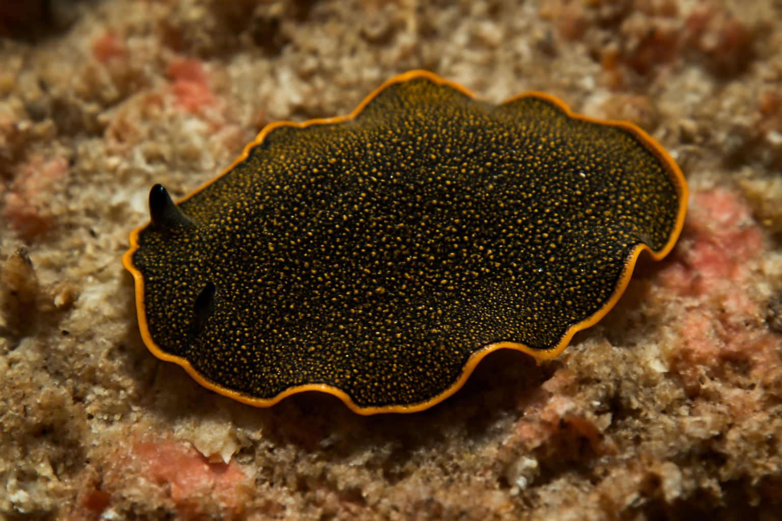 Gold-speckled Flatworm