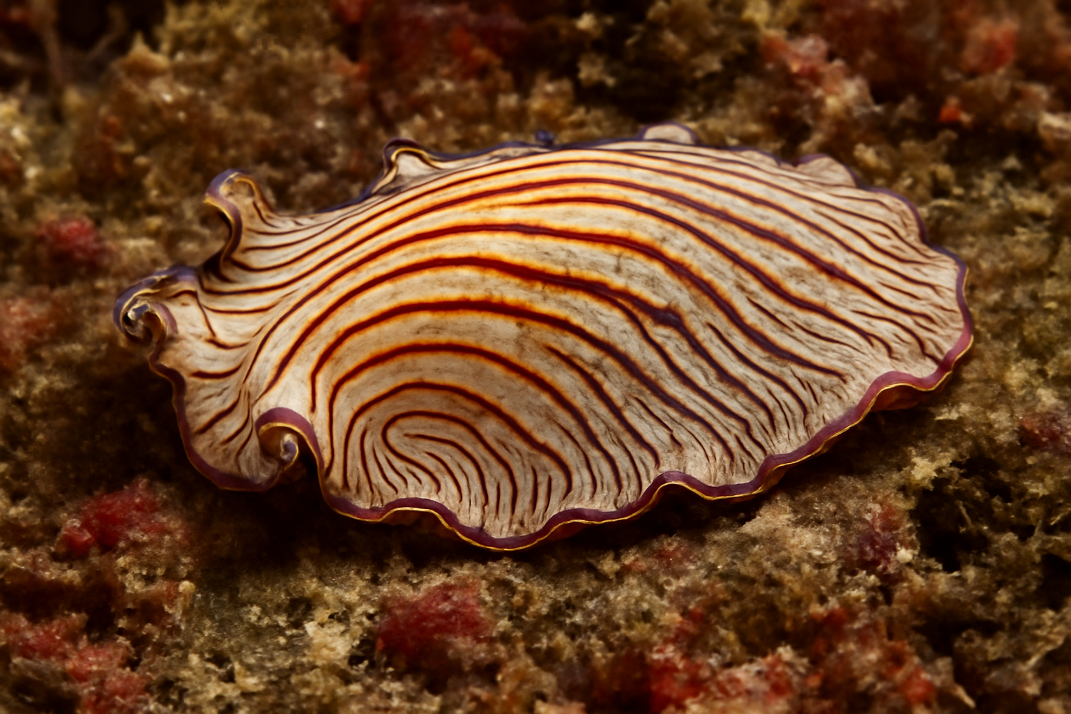 Eurylepta Californica