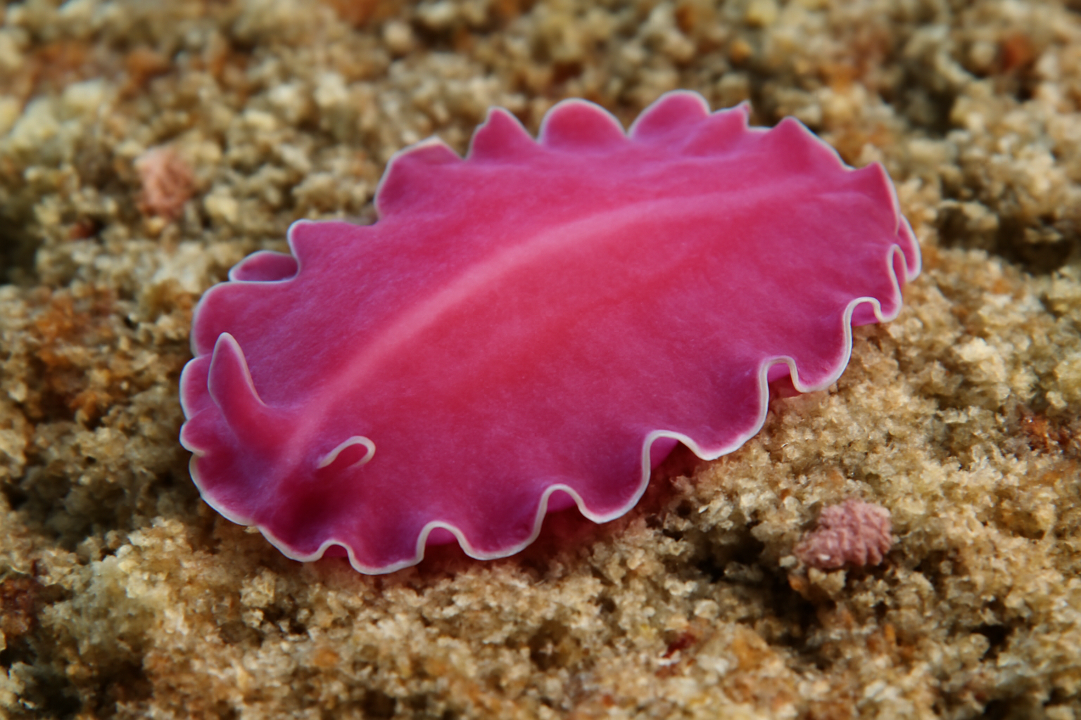 Pink Polyclad Flatworm